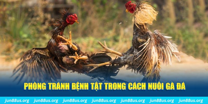 five88 win natural” trong baccarat nghĩa là gì？